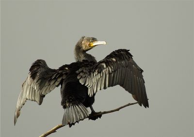 2007-10-29 / Leon
par Leon
