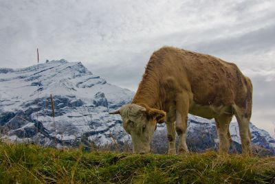 2007-10-02 / Gin.net
par Gin.net
