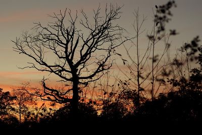 2007-11-01 / chd
par chd
