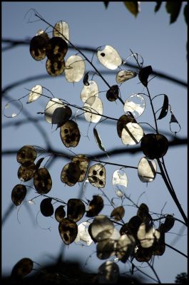 2007-11-03 / lechtra
par lechtra
