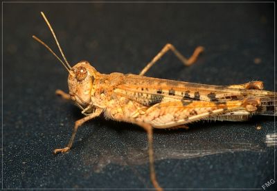 2007-11-29 / FMG
par FMG
