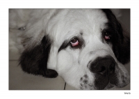 Nom du fichier=_IGP0815.jpg
Taille du fichier=180Ko
Dimensions : 800x569
Ajouté le : 25 Novembre 2007 _IGP0815.jpg