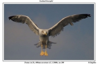 Nom du fichier=stephbe.jpg
Taille du fichier=43Ko
Dimensions : 800x524
Ajouté le : 23 Novembre 2007 stephbe.jpg