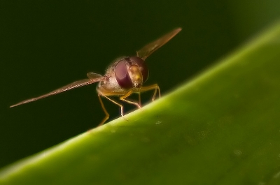 2009-04-27 / dedales 
Par: dedales -[ Macro ]-
