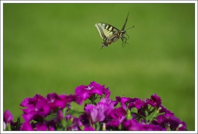 2009-05-25 / lolomtp34
Par: lolomtp34  -[ Insectes, * non macro * ]-
