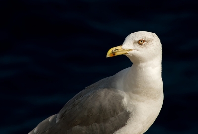 2009-10-05 /dedales
par: dedales  -[ Faune sauvage ]-
