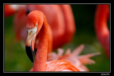 2009-11-14 / SCALPA
Par: SCALPA -[ Zoo et  parcs animaliers ]-
