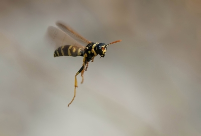 2010-08-15 / dedales
Par: dedales -[ Macro et proxi-photo ]-
