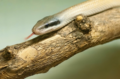 2010-10-11 / dedales
Par: dedales / [ Zoo et parcs animaliers ]
