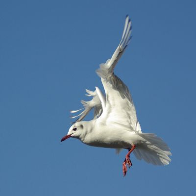 2008-02-05 / rico
Par: rico
