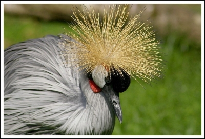 2008-10-13 / nana63
par: naanaa6334 - [ Zoo & parcs animaliers ]-
