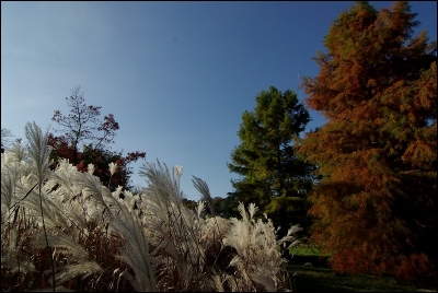 2008-10-20 /chd
Par: chd -  [ Arbres / Forets / Vegetation]-
