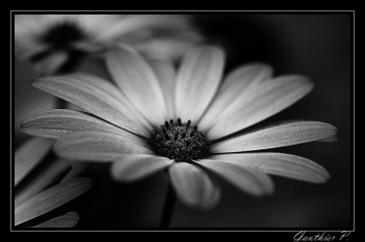 2009-05-11 / Gauthier_07
Par: Gauthier_07 -[ Noir et Blanc, Sepia et desaturation partielle ]
