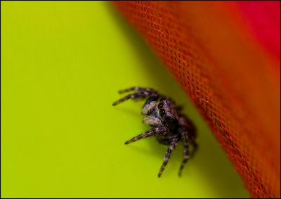 2010-03-23 /woodpecker from mars
Par:woodpecker from mars-[ Macro et proxi-photo ]-
