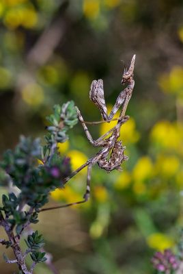 2008-04-12 / Le Taich11
Par: Le Taich11
