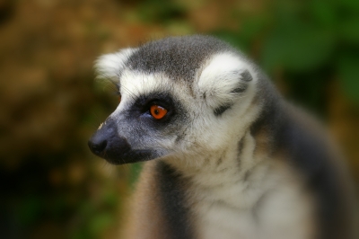 2008-08-27 / California
Par: California  -[ Zoo - parcs animaliers ]
