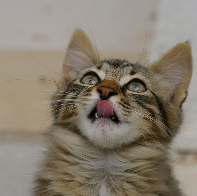 2009-05-20 / kapoky
Par: kapoky [ Animaux de compagnie ]
