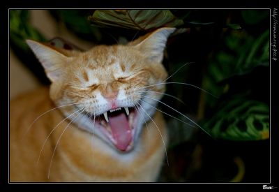 2008-01-26 / Butch30
Par: Butch30
