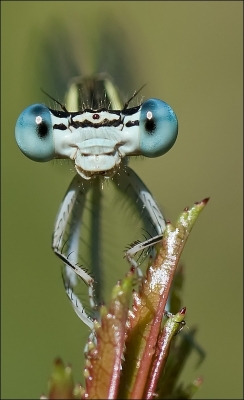 2010-07-12 / JoCar
Par: JoCar  -[ Macro et proxi-photo ]-

