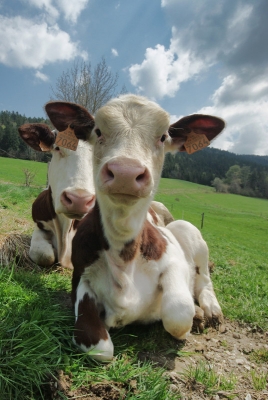 2009-05-04 / philippe_e 
Par:philippe_e / Vos series: ( Re : sortie champetre : "la clef des champs" en Isere )
