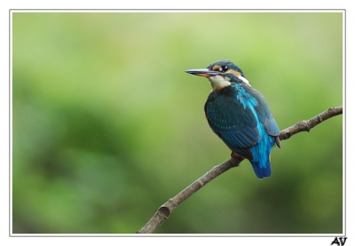2010-08-14 /leptijardinier
Par:leptijardinier-[ Faune sauvage ]-

