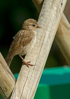 Nom du fichier=090802082415747014176401.jpg
Taille du fichier=181Ko
Dimensions : 566x800
Ajouté le : 03 Août 2009 090802082415747014176401.jpg