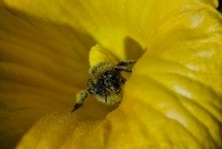 Nom du fichier=i754105_IMGP0371OP.jpg
Taille du fichier=175Ko
Dimensions : 800x536
Ajouté le : 26 Juillet 2009 i754105_IMGP0371OP.jpg