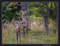 Nom du fichier=marc7296modifier.jpg
Taille du fichier=190Ko
Dimensions : 800x615
Ajouté le : 12 Octobre 2009 marc7296modifier.jpg