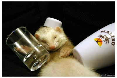 2008-08-02 / Ace_Denghar
Par : Ace_Denghar - dans [ Vos photos a theme / Animaux de compagnie ]
