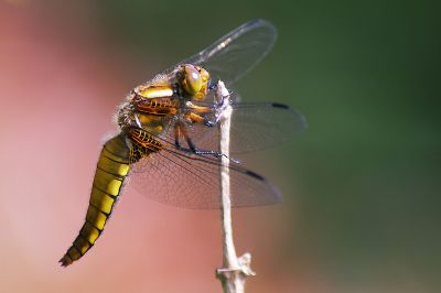 2008-05-13/ Glim
Par: Glim
