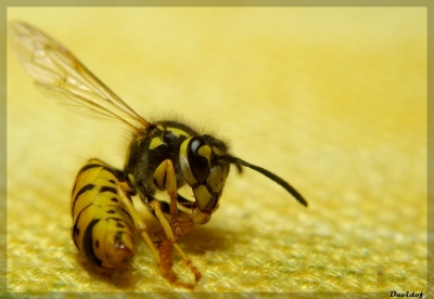 2008-08-10 / Davidof
Par : Davidof - dans : [ Macro ]
