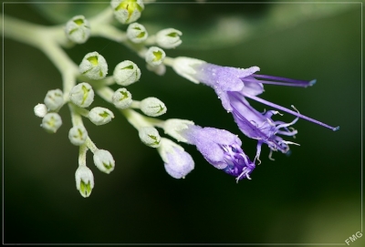 2008-09-06 / FMG
Par : FMG - dans : Vos photos a theme / [ Fleurs ]
