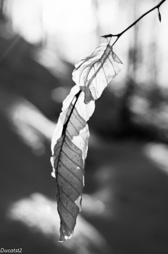 2011-01-12 / ducatst2
Par: ducatst2 - [ Noir et Blanc, Sepia et desaturation partielle ]
