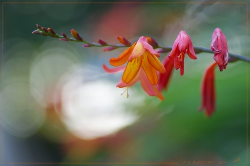 2014-10-09 / torr penn
torr penn [ Fleurs ]
