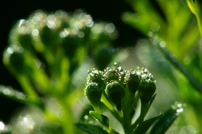 2010-05-11 / sorcier
Par: sorcier dans [ Arbres / Forets / Vegetation]
