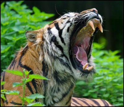 2010-06-09 / SCALPA
Par: SCALPA - [ Zoo & parcs animaliers ]
