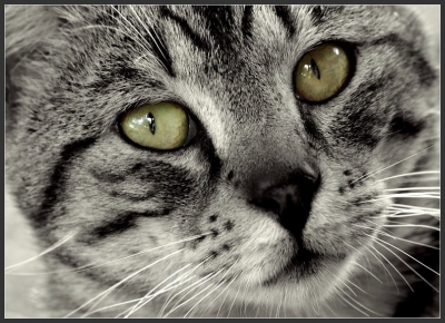 2010-06-16 / Perreg
Par: Perreg - [ Noir et Blanc, Sepia et desaturation partielle ]
