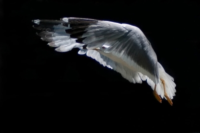 2010-06-23 / dedales
Par: dedales - [ Faune sauvage ]
