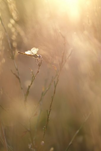 [ Juillet-août 2012 ] Thème : votre meilleure photo de l'été 2012 
"Par un soir d'ete" par donlope01
