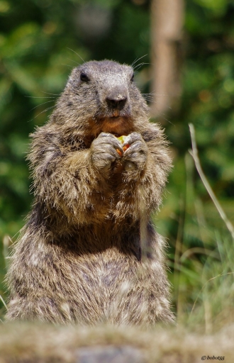 Janvier 2011 - bObOt55
Janvier 2011 - bObOt55
