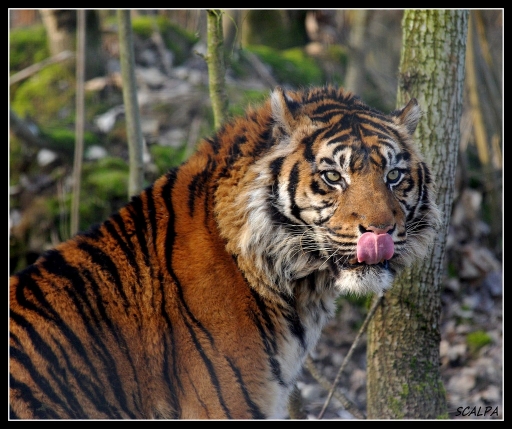 Février 2011 - SCALPA
Fevrier 2011 - SCALPA
