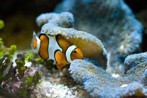 Mars 2011 - dragontribal
Mars 2011 - dragontribal
