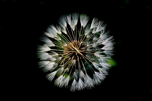 Avril 2011 - neosilencers
Avril 2011 - neosilencers
