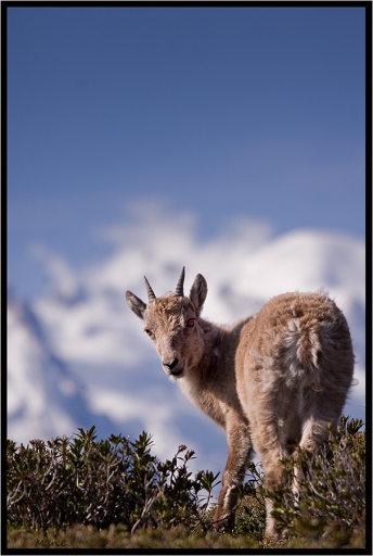 2011-05-24 / randos74
Par: randos74 - [ Faune sauvage ]
