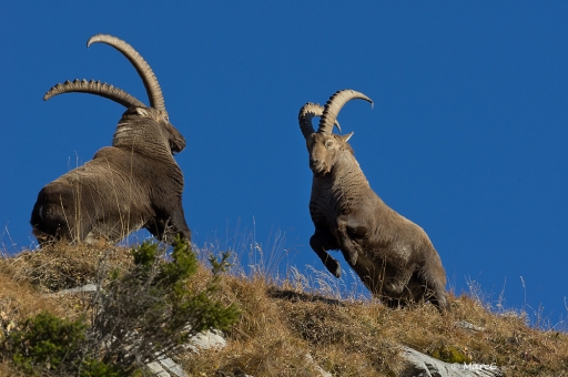 Novembre 2011 - randos74
Novembre 2011 - randos74
