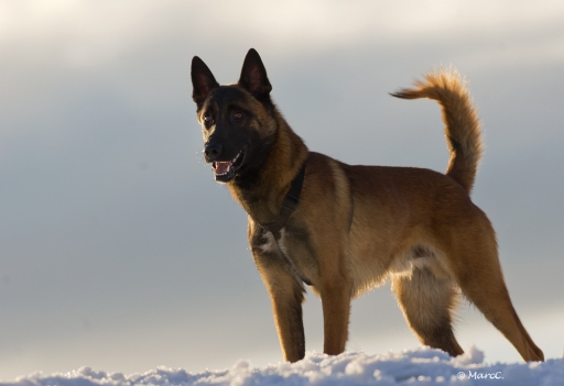 Décembre 2011 - randos74
Decembre 2011 - randos74
