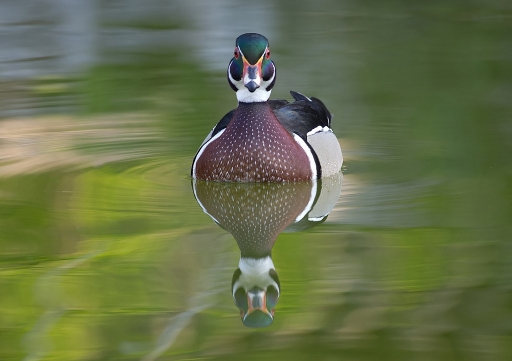 Avril 2011 - dedales
Avril 2011 - dedales
