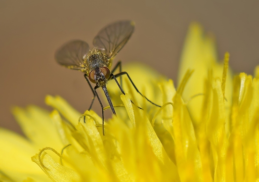 2011-06-25 / dedales
Par: dedales - [ Macro et proxi-photo ]
