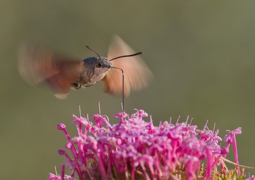 2011-07-25 / dedales
Par: dedales - [ Macro et proxi-photo ]
