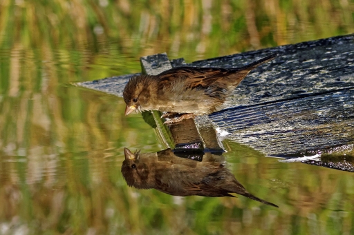 [Avril 2022] Miroir 
Placebo "ah je ris de me voir si belle en ce miroir"
